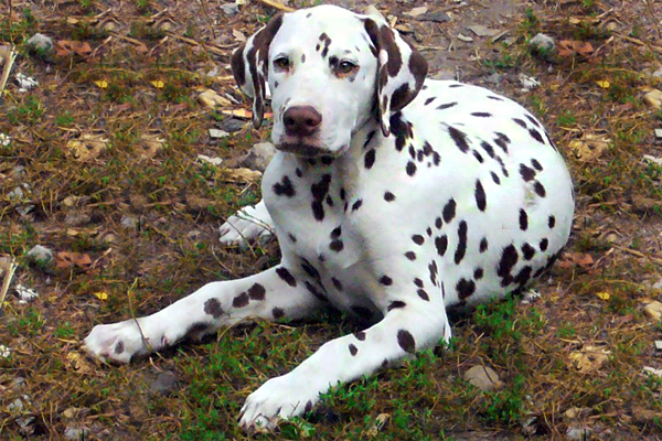 Dalmatian coat