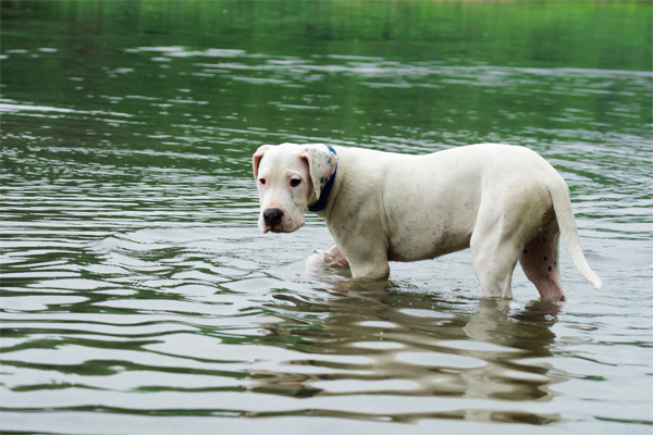 pelaje del Dogo Argentino