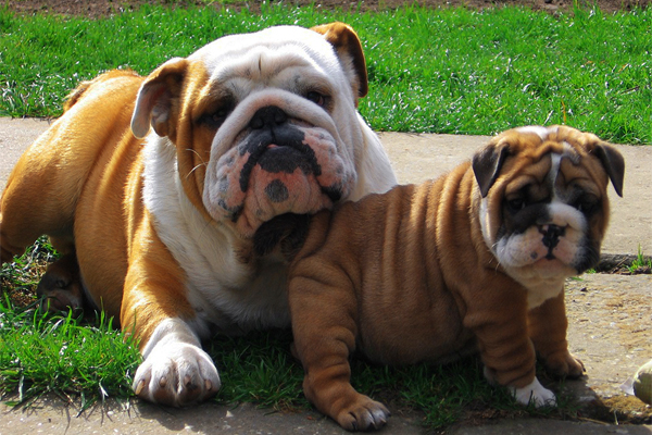 Englische Bulldogge Mantel