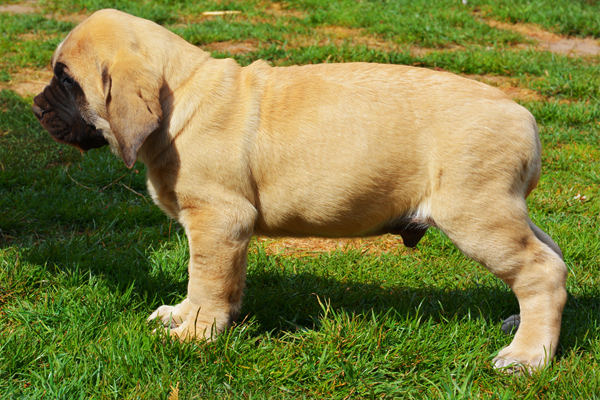 English Mastiff coat