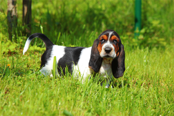 Basset Hound Mantel