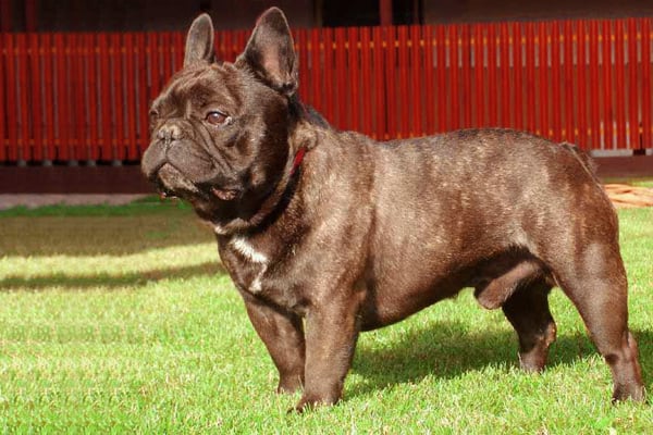 Chocolate French Bulldog picture