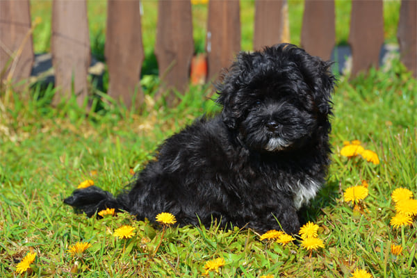 Black Havanese Puppy picture