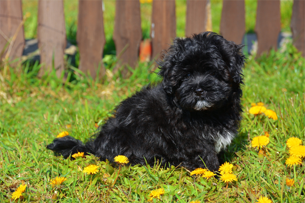 Havanese coat