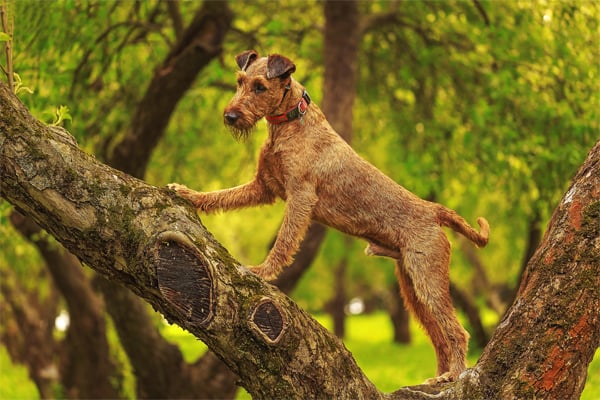 Red Irish terrier picture