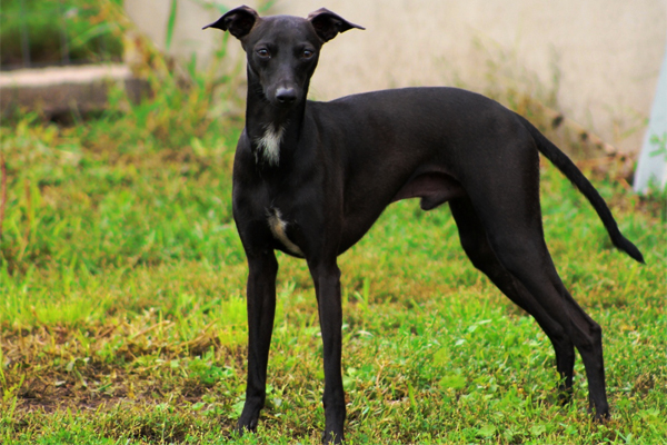 Black Italian greyhound picture