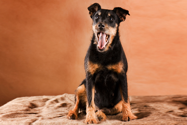 pelaje del Jagd Terrier