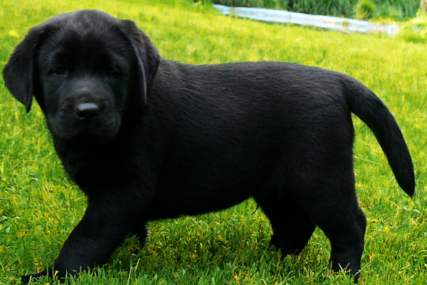 Labrador Retriever coat