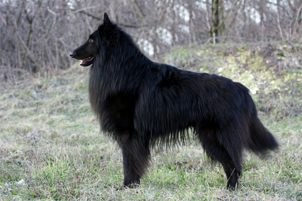 Belgian Sheepdog coat