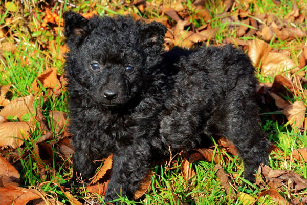 Black Mudi Puppy picture