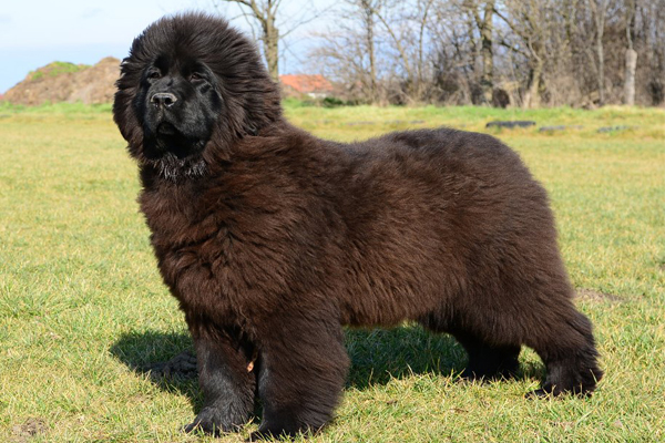 Newfoundland coat