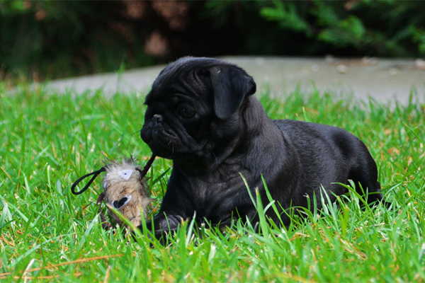 Pug coat