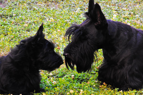 Black Scottish Terrier picture