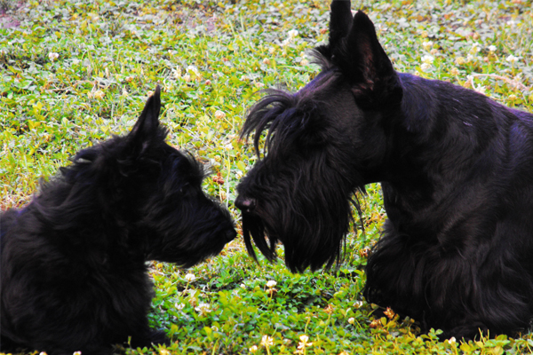 Schottischer Terrier Mantel