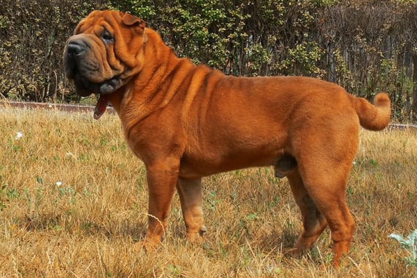 Red Shar Pei picture