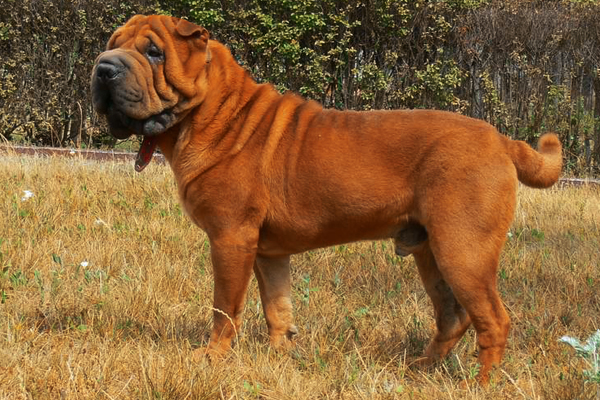 Chinesische Shar-Pei Mantel