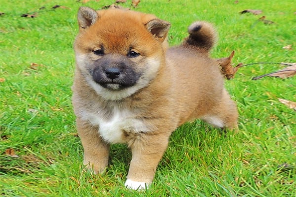 Red Shiba Inu Puppy image