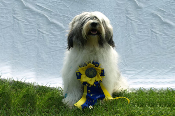 Tibetan Terrier coat