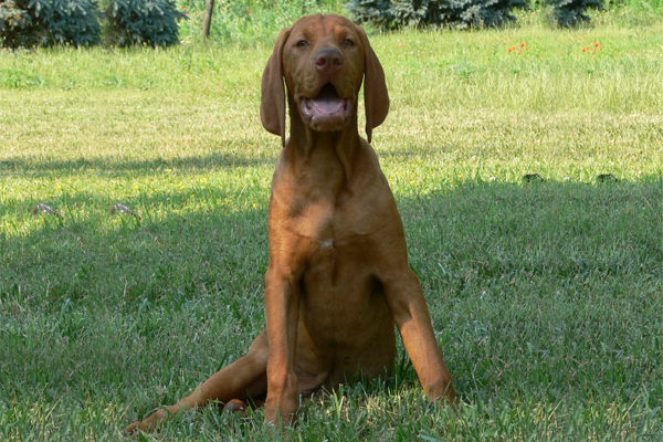 Hungarian Vizsla coat