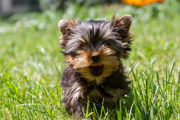 Black and Tan Yorkshire terrier Puppy picture
