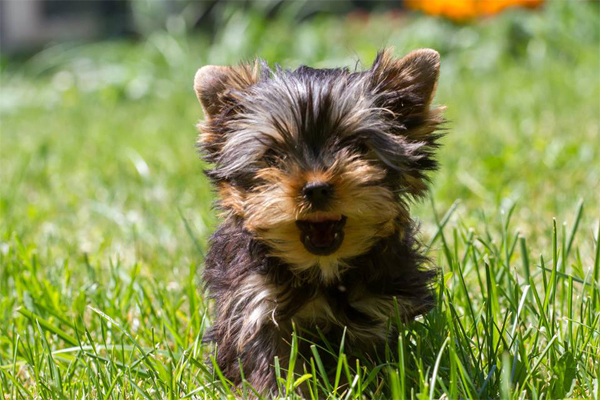 Yorkshire Terrier Mantel