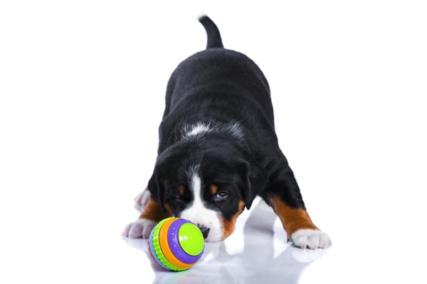 Tricolor Appenzeller Puppy image