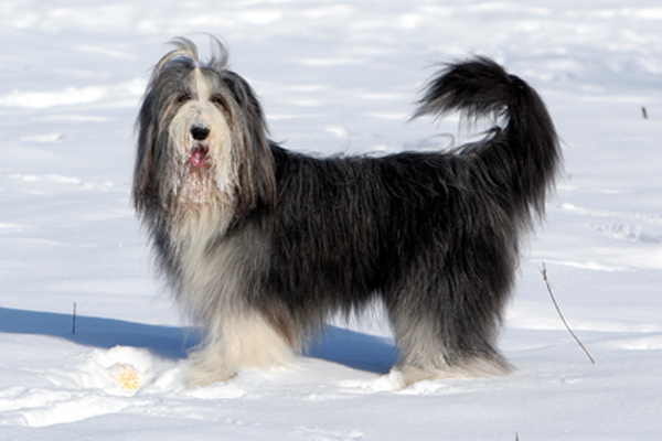 Black and White Bearded Collie image