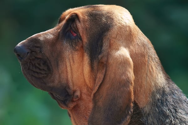 Black and Tan Bloodhound image
