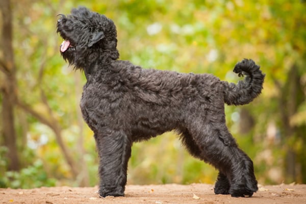 Black Russian Terrier coat