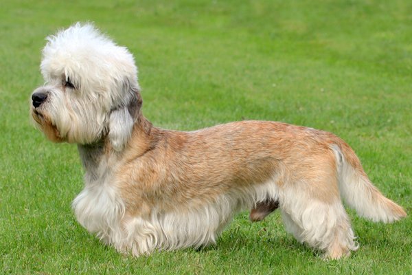 Red and White Dandie Dinmont Terrier picture
