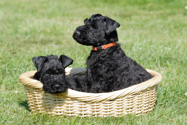 Kerry Blue Terrier Mantel