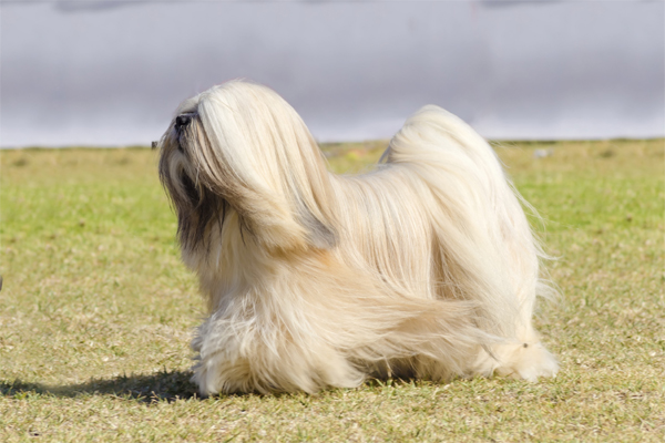 pelaje del Lhasa Apso