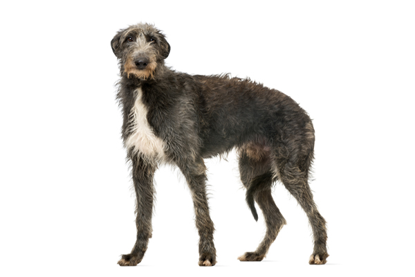 pelaje del Deerhound Escocés