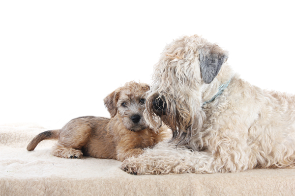 pelaje del Terrier de Trigo de Pelo Suave