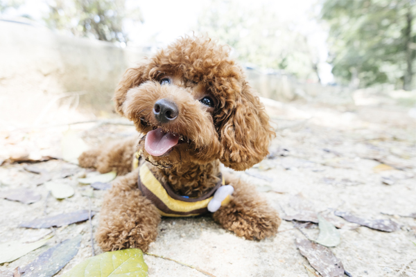 Toy Poodle coat