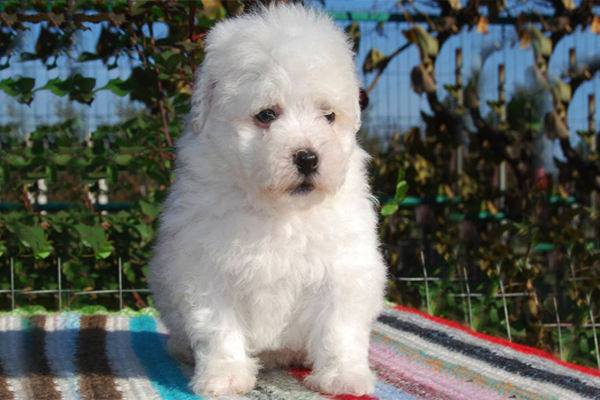 White Bolognese Puppy picture