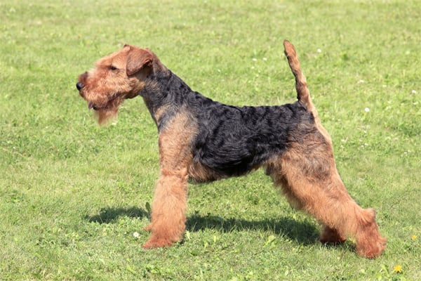 Welsh Terrier coat