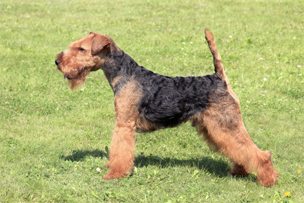 Welsh Terrier Mantel