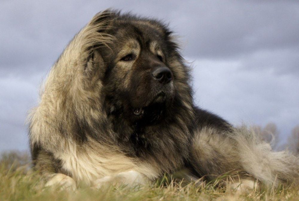 The TRUTH about the Caucasian Mountain Dog!