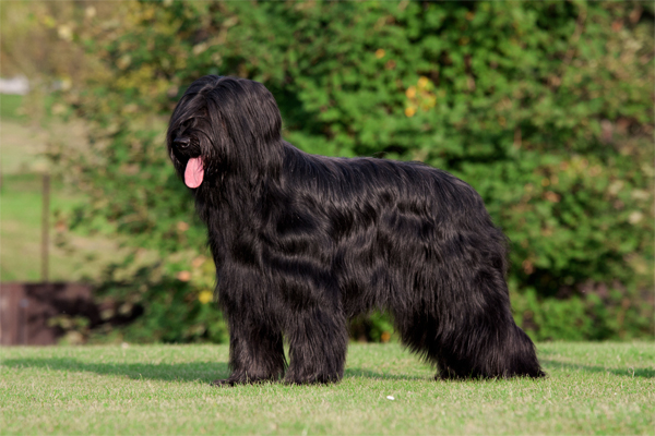 Briard coat