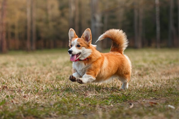 Red and White Welsh Corgi picture
