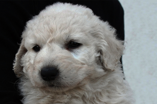 Kuvasz Mantel