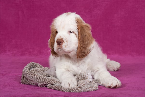 White with markings Clumber Spaniel Puppy picture