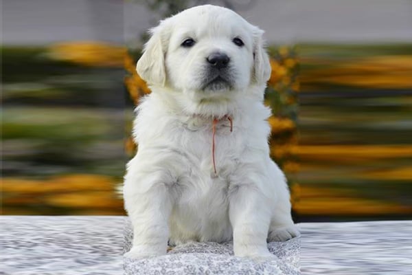 White Golden Retriever Puppy picture