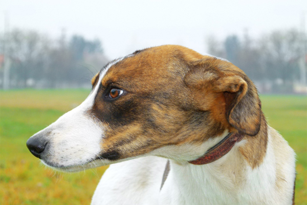 Hungarian Greyhound coat