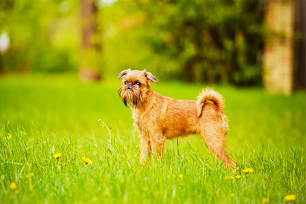 Red Brussels Griffon picture