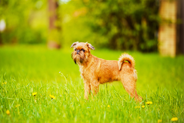 Brüsseler Griffon Mantel