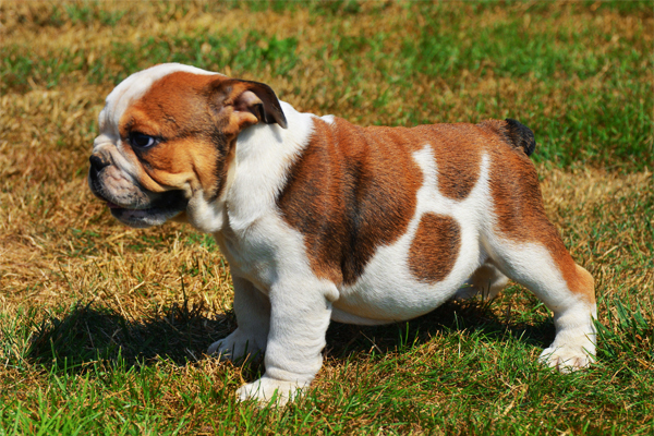 Miniature English Bulldog coat