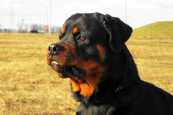 pelaje del Rottweiler