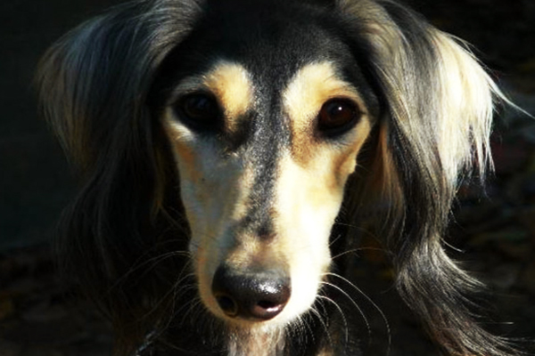 pelaje del Saluki